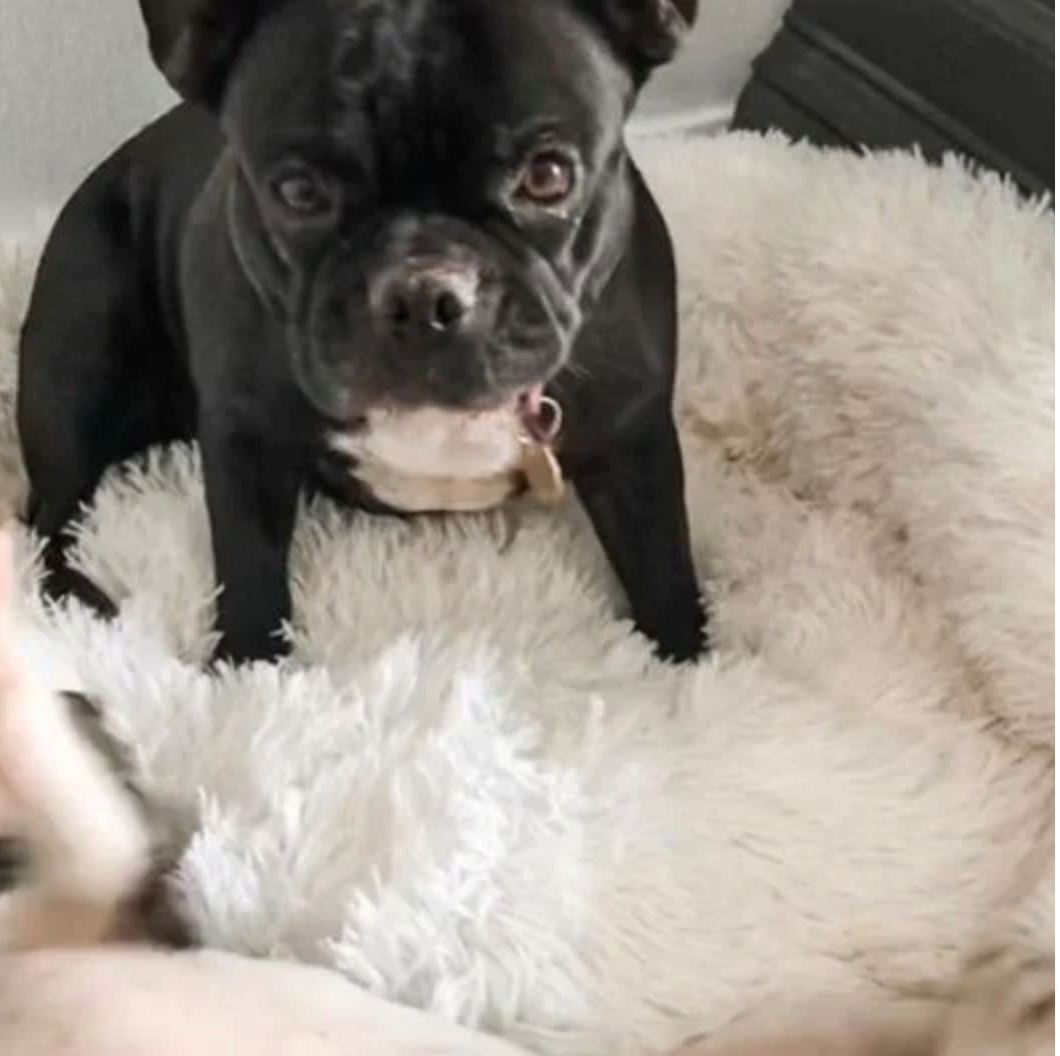 Round pet donut bed