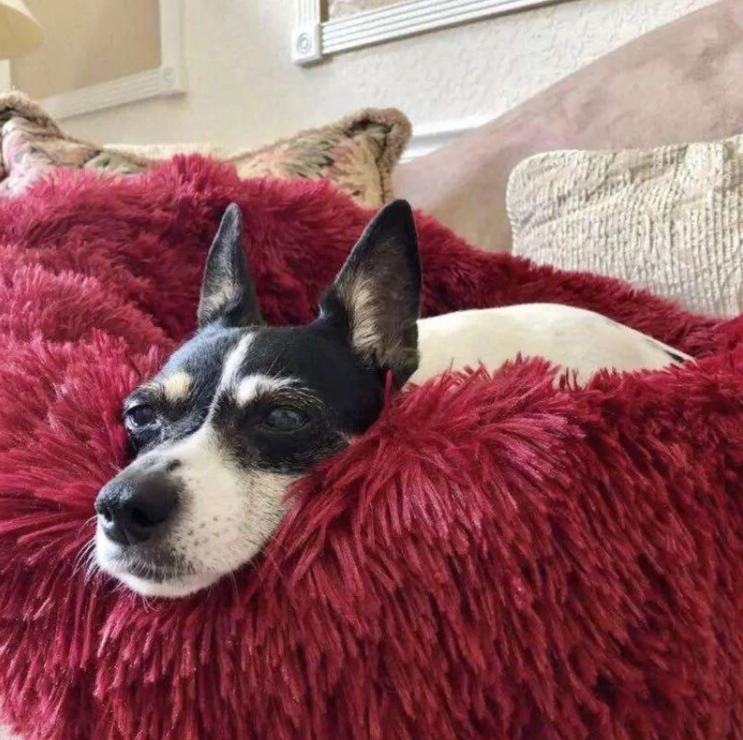 Round pet donut bed