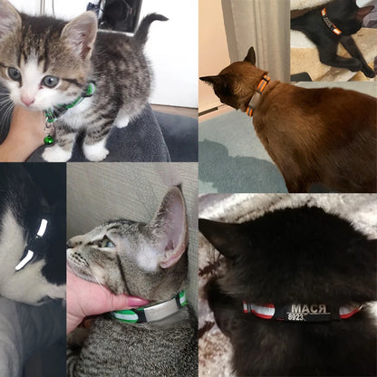 Pet Identification Collar